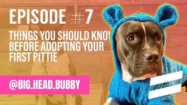 Episode 7: Things You Should Know Before Adopting Your First Pittie