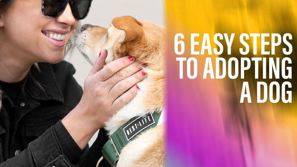 How To Adopt A Dog In 6 Easy Steps