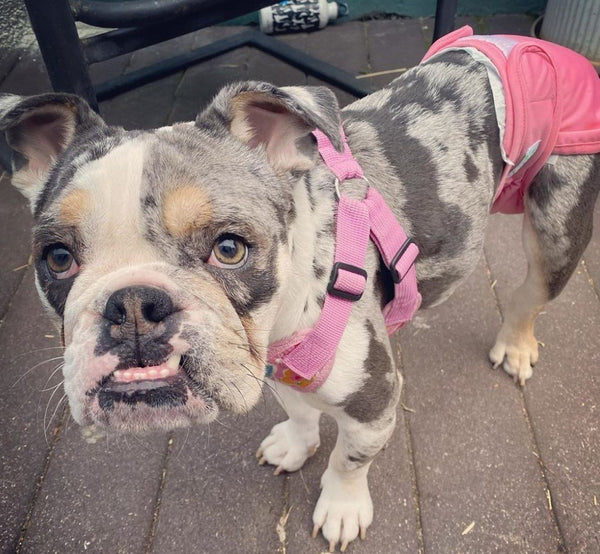 Rescued Bulldog Teaches What Coat Colors, Diapers, and Bad Breeding All Have In Common