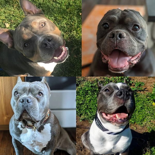 These 4 IG Dogs Are Changing Opinions About Rescue Dogs