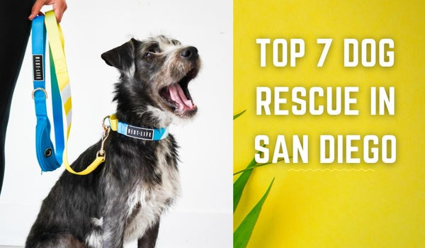 Top 7 Dog Rescue Groups in San Diego