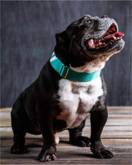 Real Teal - Martingale Collar