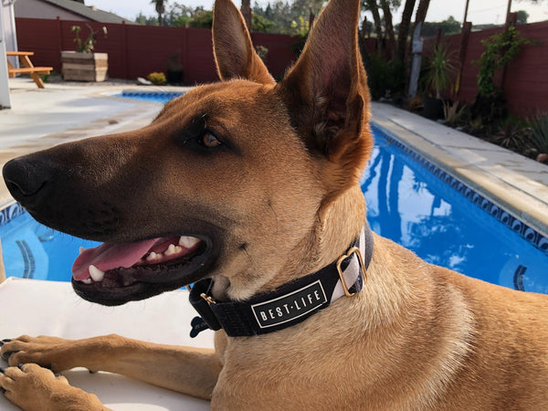 4 Ways To Keep Your Dog Safe This Summer