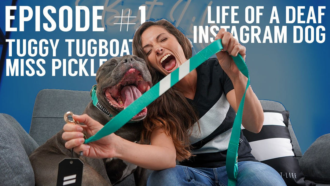 Episode 1: The Unknown Life of a Deaf Dog