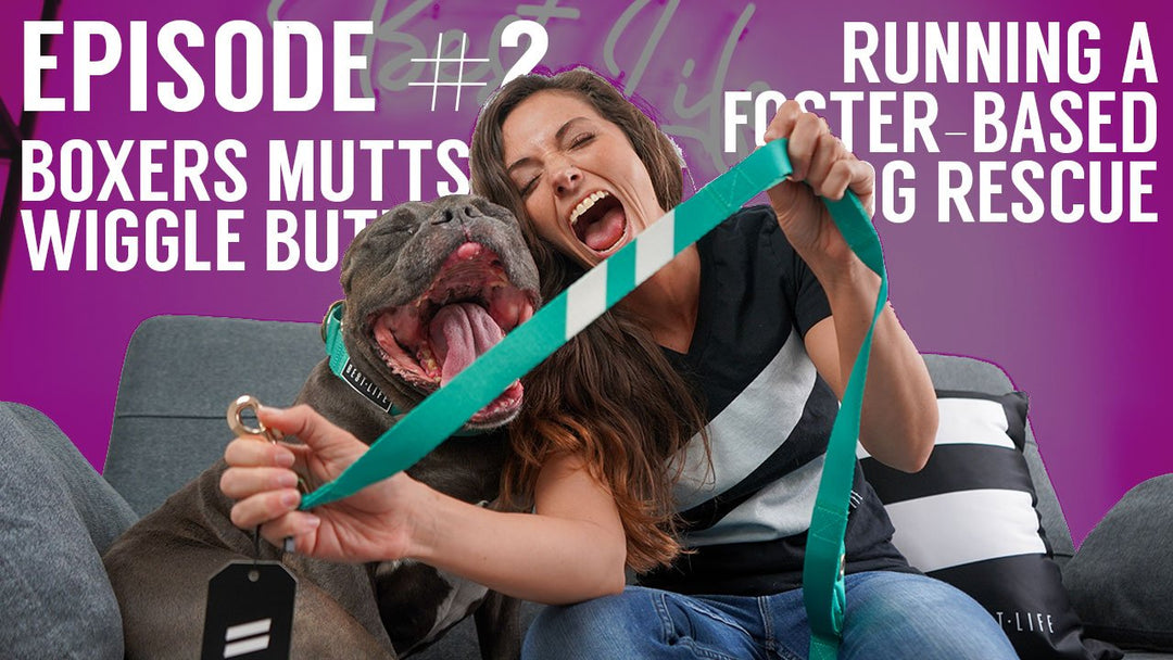 Episode 2: Running a Dog Rescue & Medical Oddities