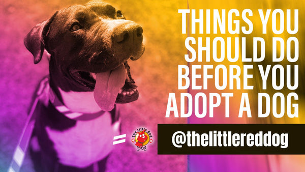 Episode 9: Things to do before adopting a dog