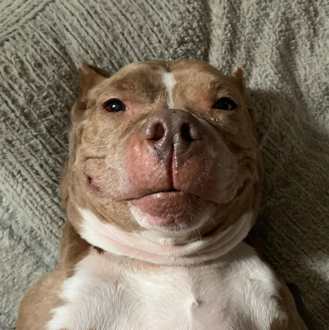 Going To Prison Gave Abused Pitbull A Happier Life