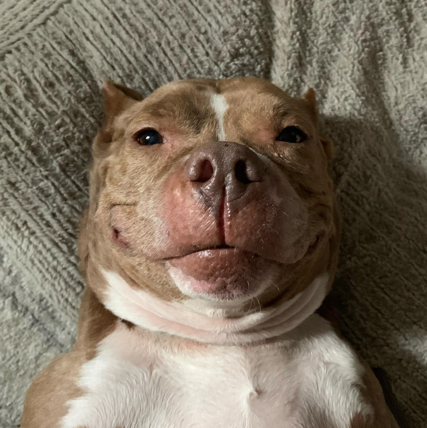 Going To Prison Gave Abused Pitbull A Happier Life