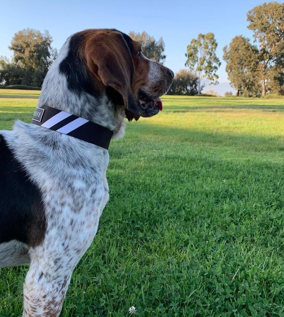 Lonely Hound Finds The Love He Was Hunting For