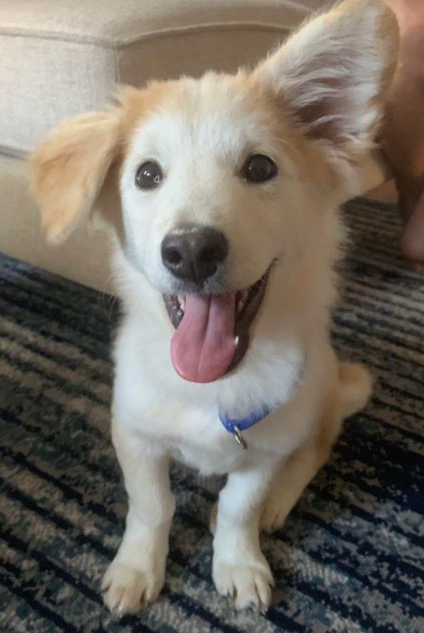 Puppy Saved From South Korean Meat Trade