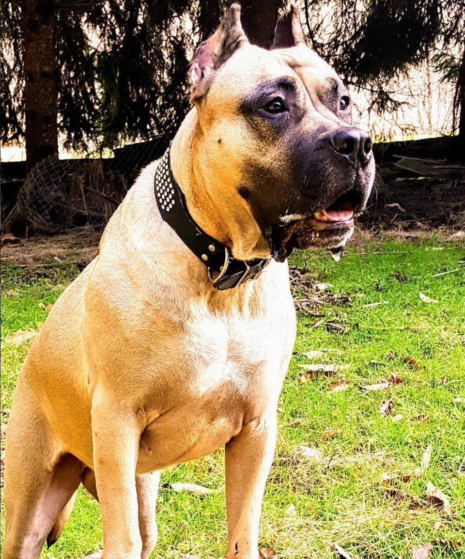 See What Happens When This Banned Breed Gets Close To A Baby Squirrel