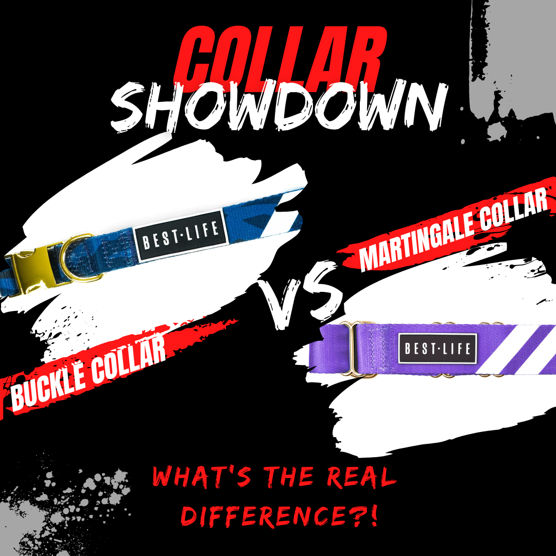 The Buckle Collar vs The Martingale Collar