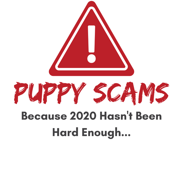 Thinking about buying a puppy? Start here and avoid falling for puppy scams.