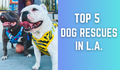 Top 5 Dog Rescue Groups in Los Angeles