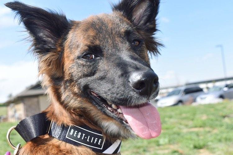 Wondering How To Choose The Rescue Dog Best For You? This Story Will Help.