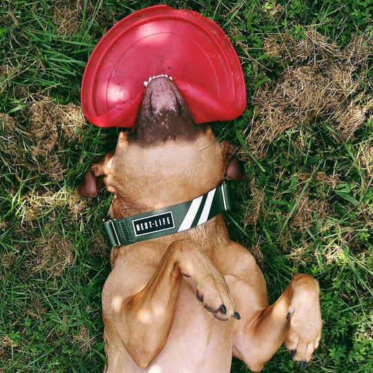 Awesome Olive - Martingale Collar collar bestlifeleashes 