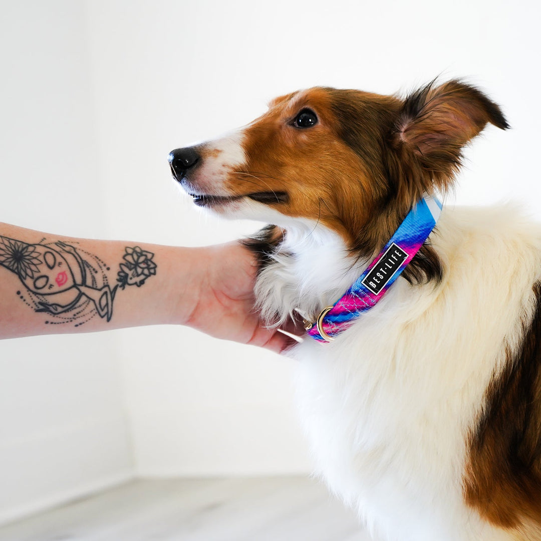 Euphoria Crave - Buckle Collar collar Best Life Leashes | The Symbol For Rescue Dogs 