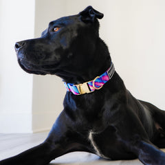 Euphoria Crave - Buckle Collar collar Best Life Leashes | The Symbol For Rescue Dogs 
