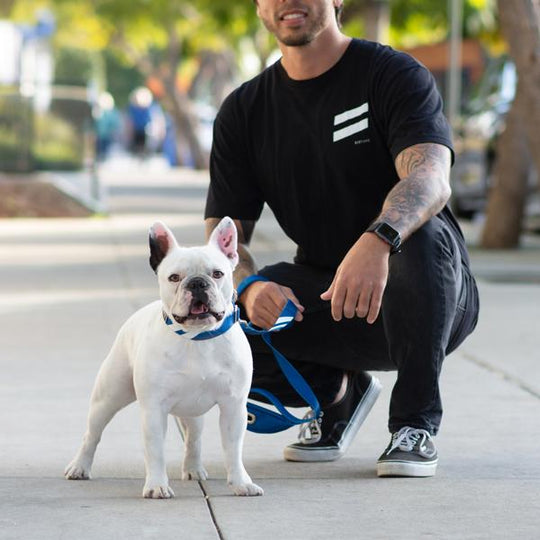 Loyal Blue - Cargo Leash leash bestlifeleashes 