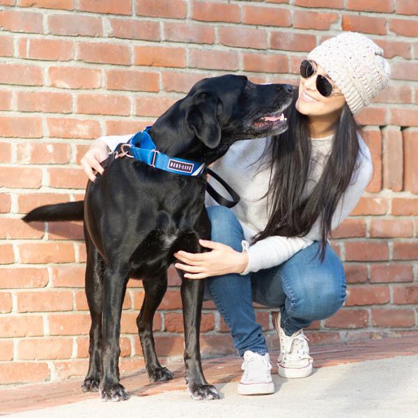 Loyal Blue - Martingale Collar collar bestlifeleashes 