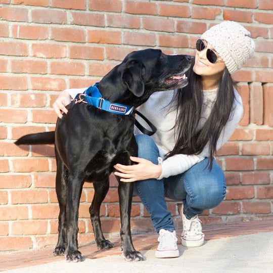 Loyal Blue - Martingale Collar collar bestlifeleashes 