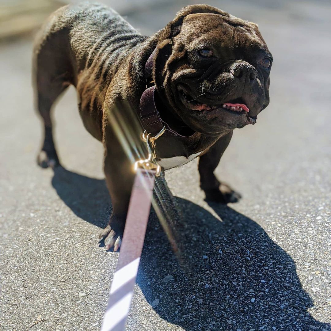 Midnight Black - Cargo Leash leash bestlifeleashes 