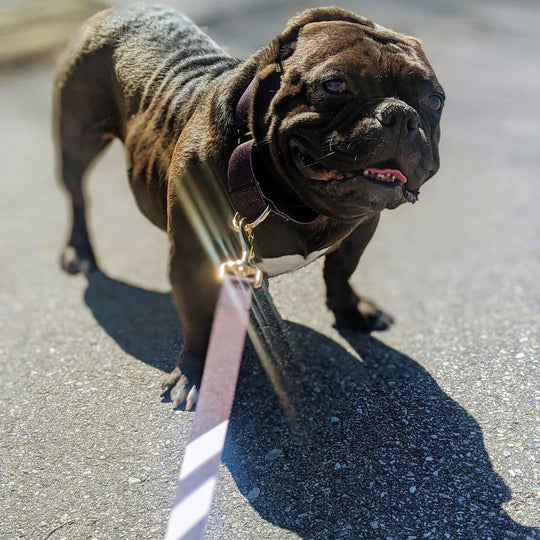 Midnight Black - Cargo Leash leash bestlifeleashes 