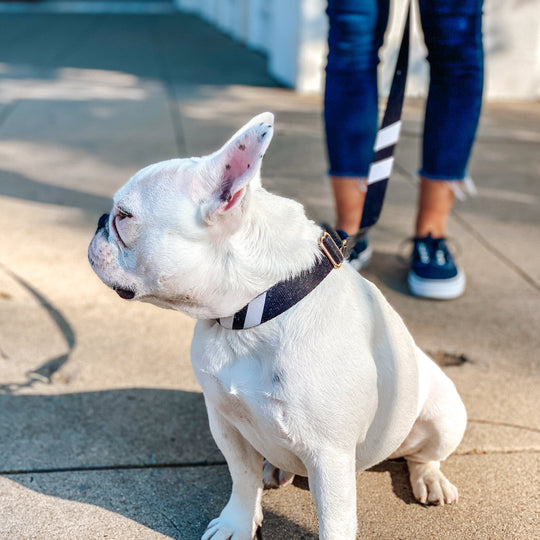 Midnight Black - City Walker Leash leash bestlifeleashes 
