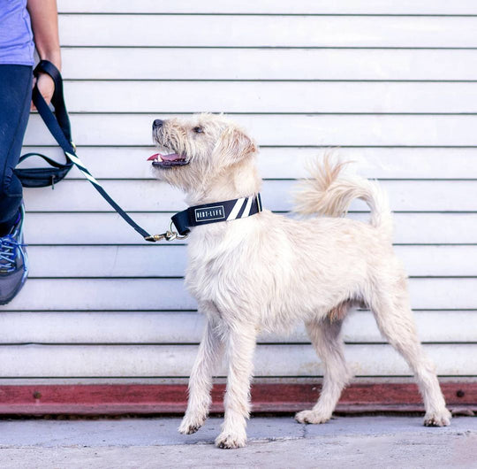 Midnight Black - The Martingale Collar collar bestlifeleashes 