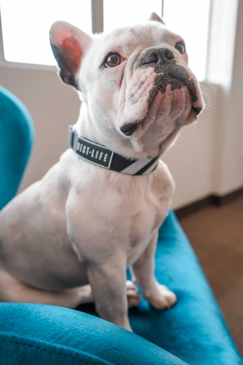 Midnight Black - The Martingale Collar collar bestlifeleashes 