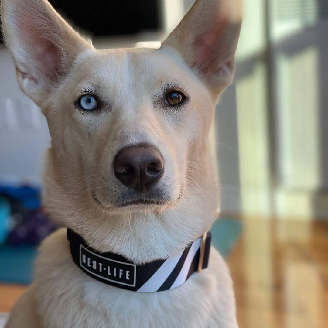 Midnight Black - The Martingale Collar collar bestlifeleashes 