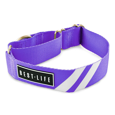 Party Purple - Martingale Collar collar bestlifeleashes 