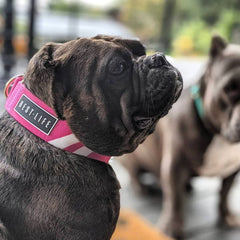 Perfect Pink - Martingale Collar collar bestlifeleashes 