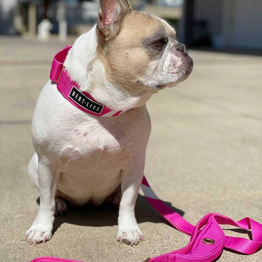 Perfect Pink - Martingale Collar collar bestlifeleashes 