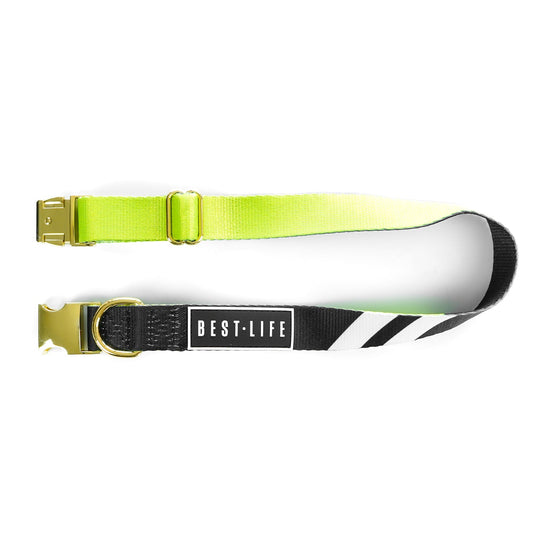 Phantom Wave - Buckle Collar collar Best Life Leashes | The Symbol For Rescue Dogs 