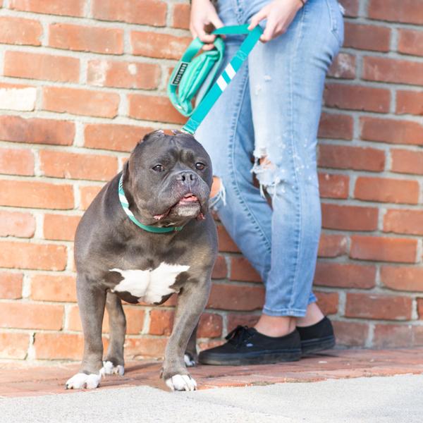 Real Teal - Cargo Leash leash bestlifeleashes 