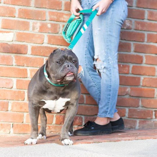 Real Teal - Cargo Leash leash bestlifeleashes 