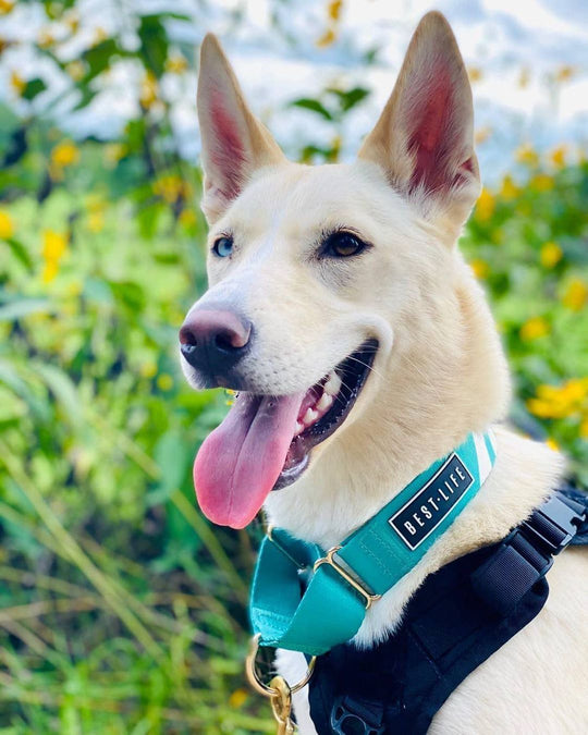 Real Teal - Martingale Collar collar bestlifeleashes 