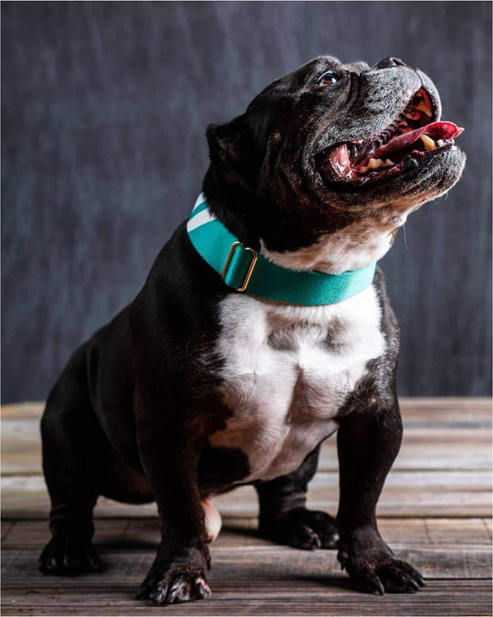 Real Teal - Martingale Collar collar bestlifeleashes 
